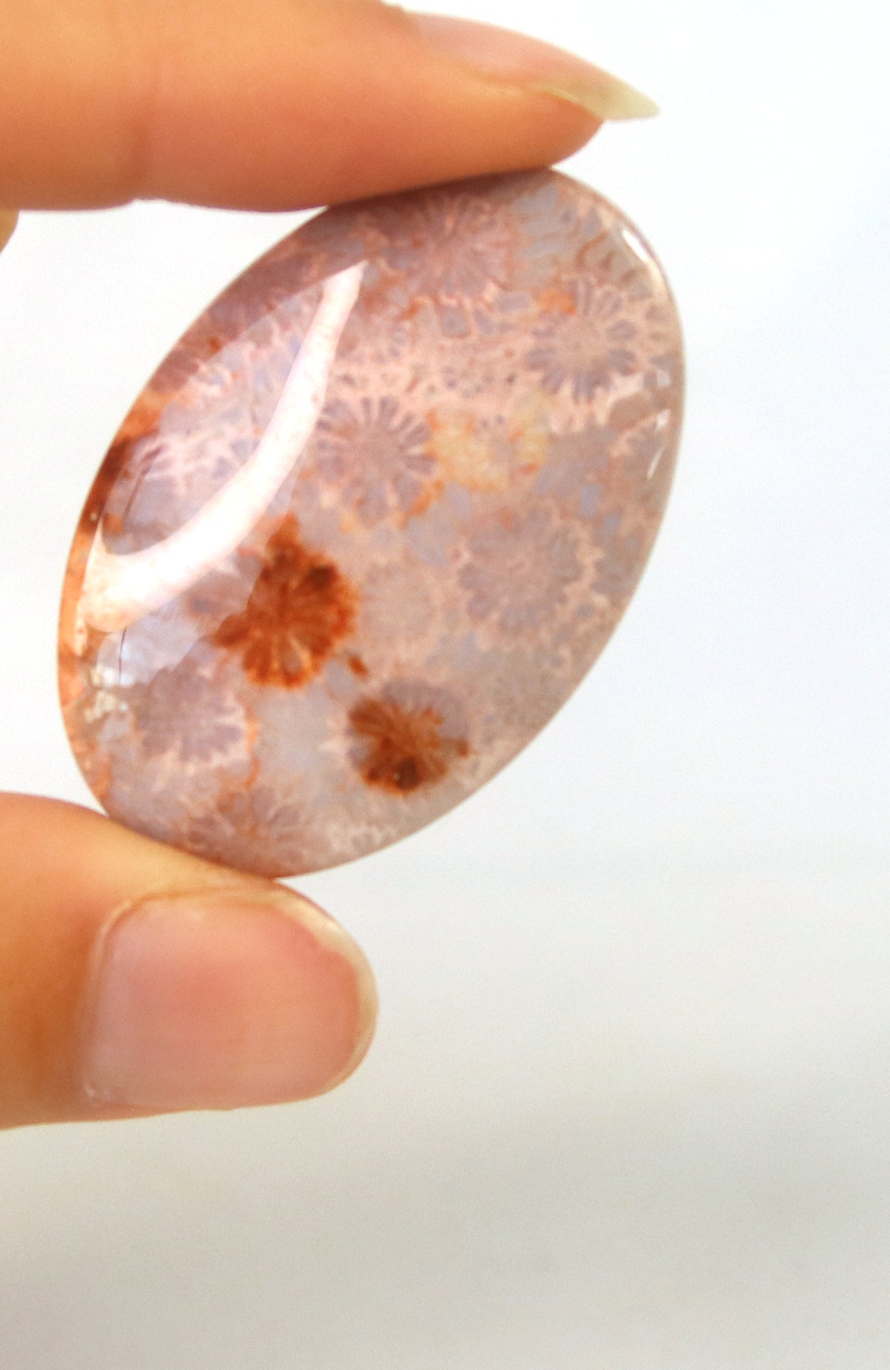 Fossil Coral Cabachon